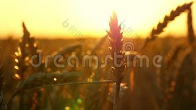 日落特写时田野里的小麦金穗。